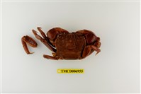 藏品(斯氏新脹蟹)的圖片